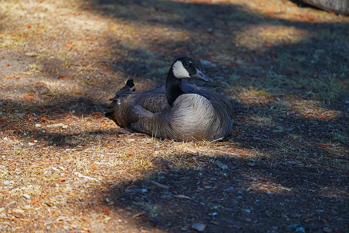 Canadian goose relaxing, sugar pine point state park, tahoma, california, usa