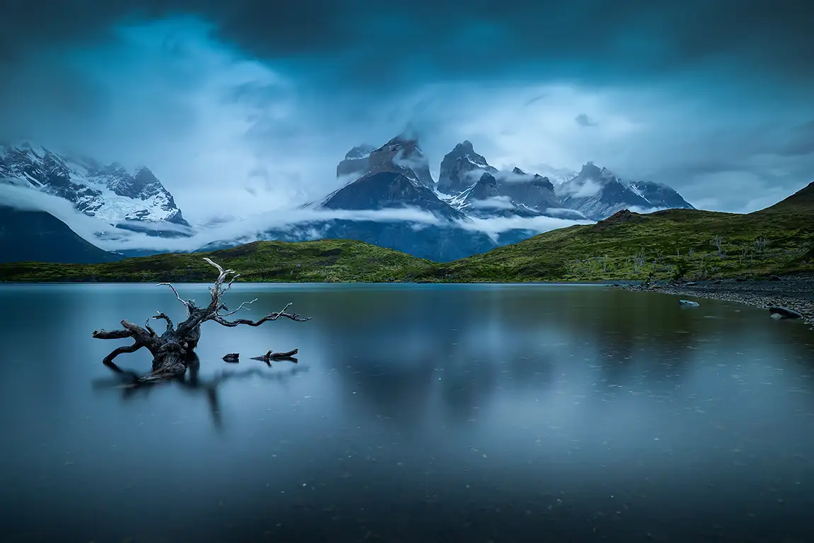 Deadwood at torres del paine national park, chile