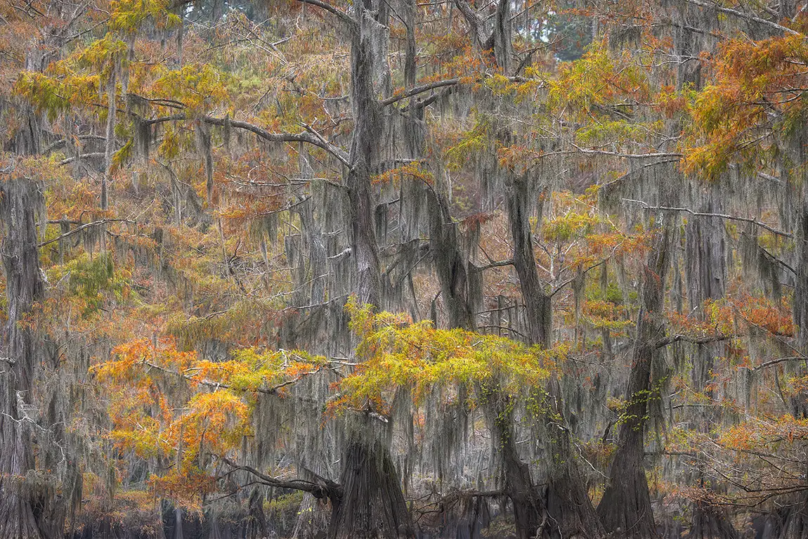 Fall in the swamp, caddo lake, texas, usa