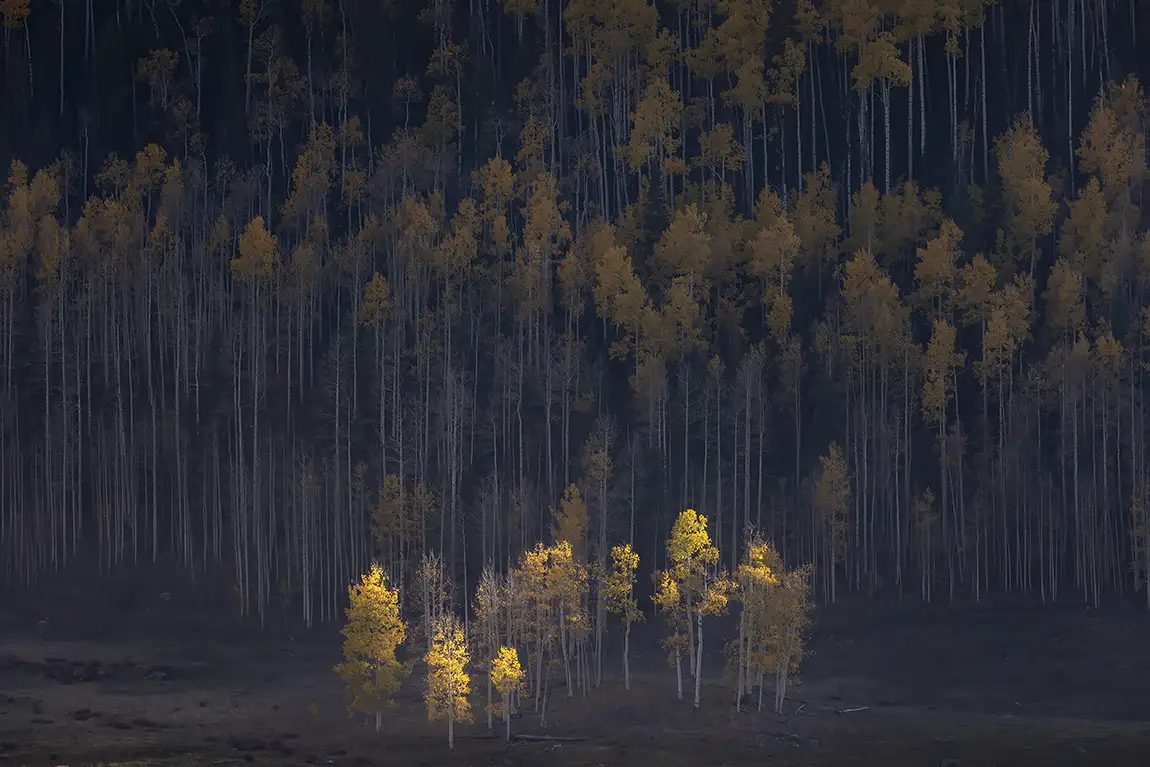 Guardians of the fall, uncompahgre national forest, colorado, usa
