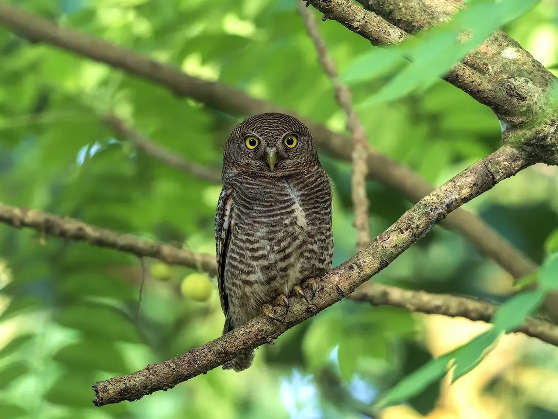 Jungle owlet, debarawewa lake, near tissamaharama, sri lanka