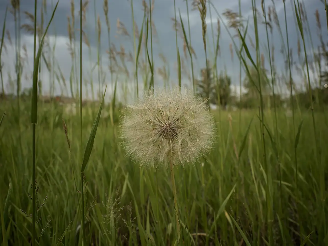 Lone dandelion, bozeman, gallatin county, mt, usa