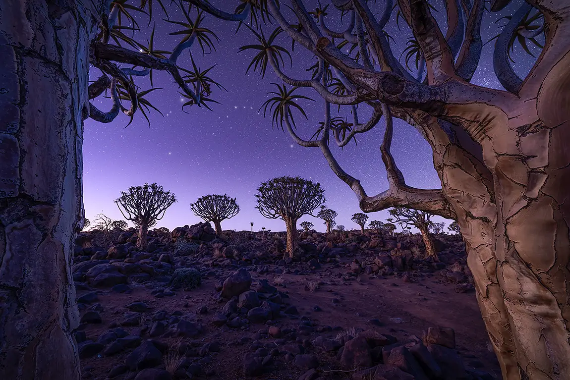 Quiver tree portal, quiver tree forest, namibia