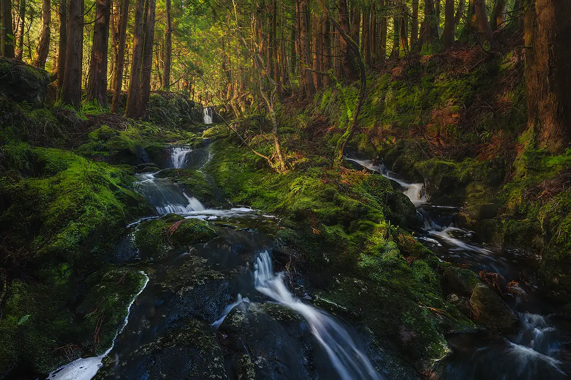The forest stream, national forest, ferraria, terceira, azores
