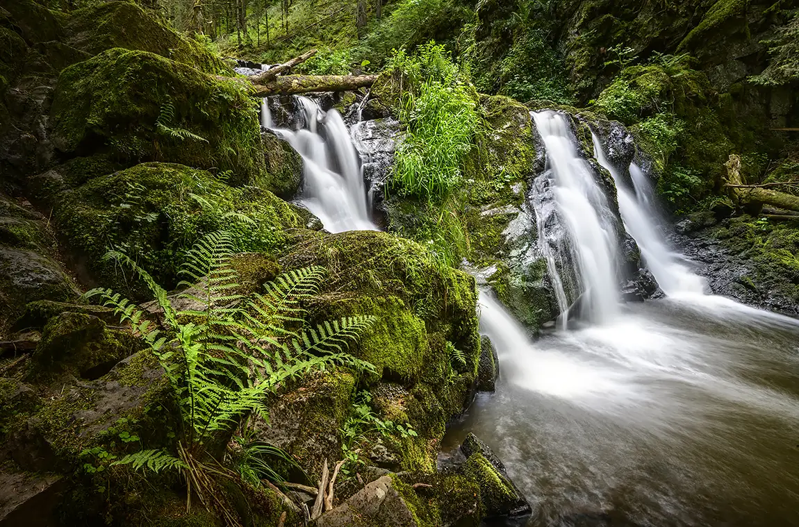 Water and ferns, rotenbacjh wasserfalle, black forest, germany