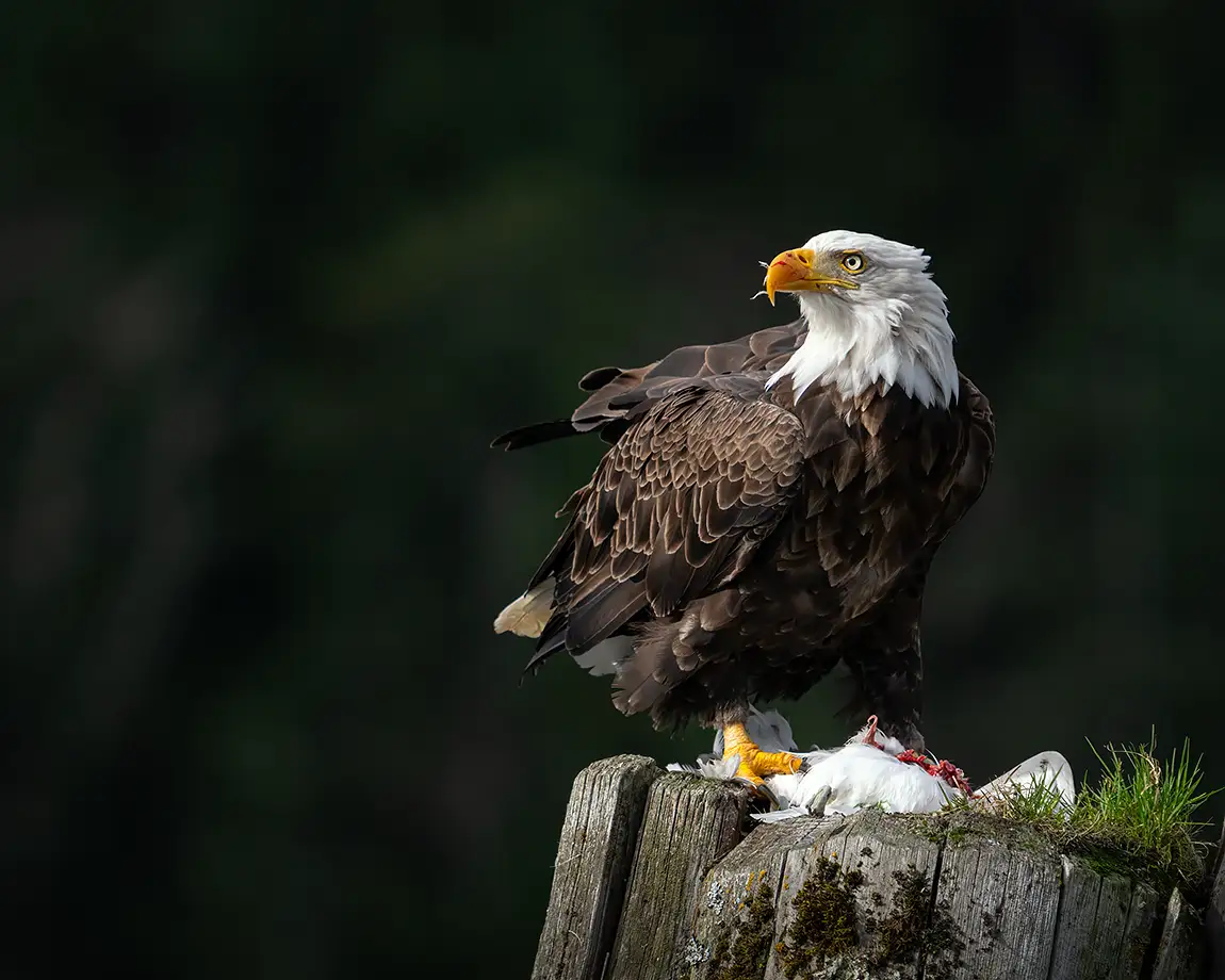 Bald eagle eating a seagull, glendale cove, british columbia, canada