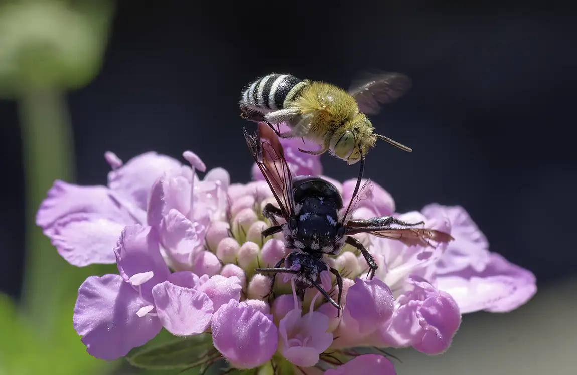 Blue banded bee aggression, briar hill, melbourne, victoria, australia