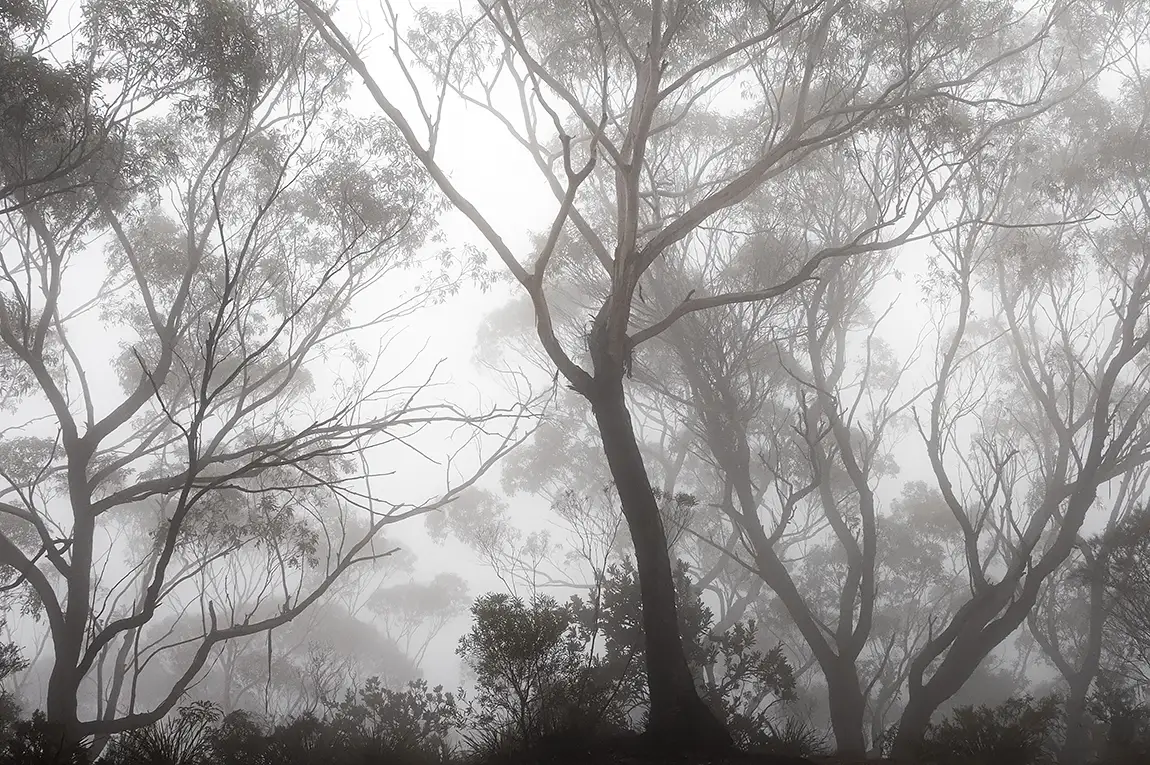 Blue mountains mist, katoomba, australia