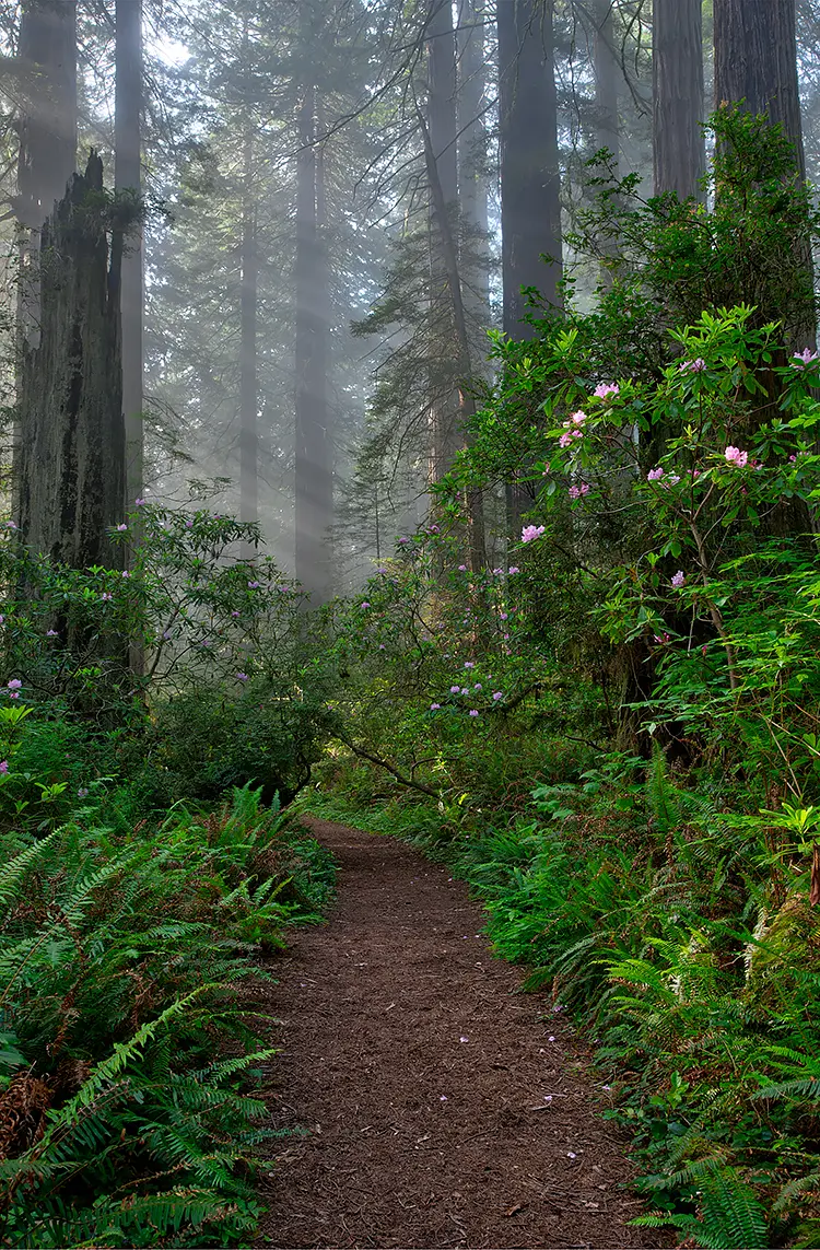 Coastal redwoods, crescent city, del norte county, california, usa