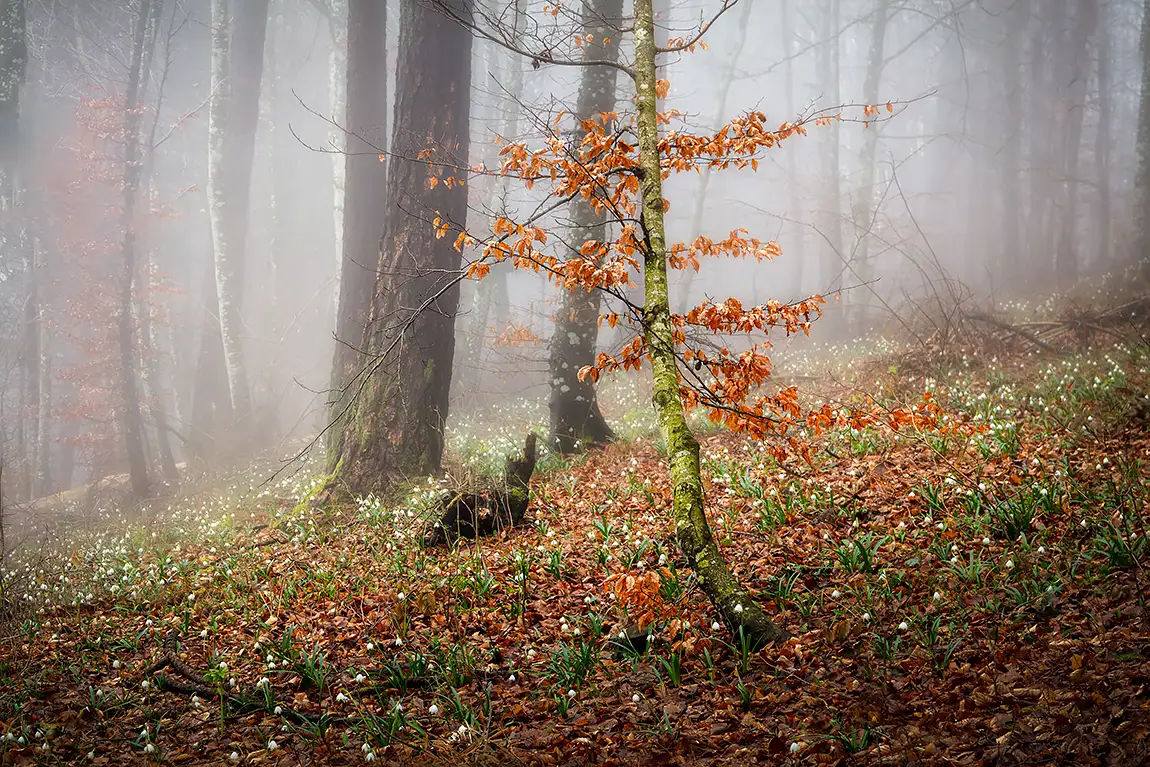 Flowering snowdrops, altopiano of asiago, veneto, italy