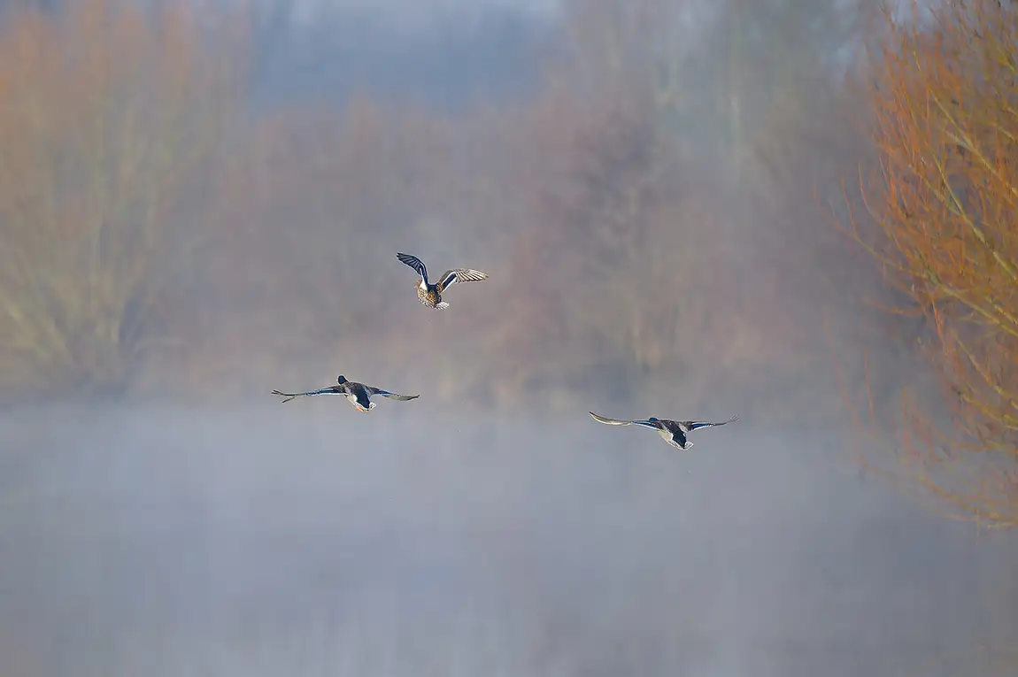 Flying ducks at river dender, geraardsbergen, flanders, belgium