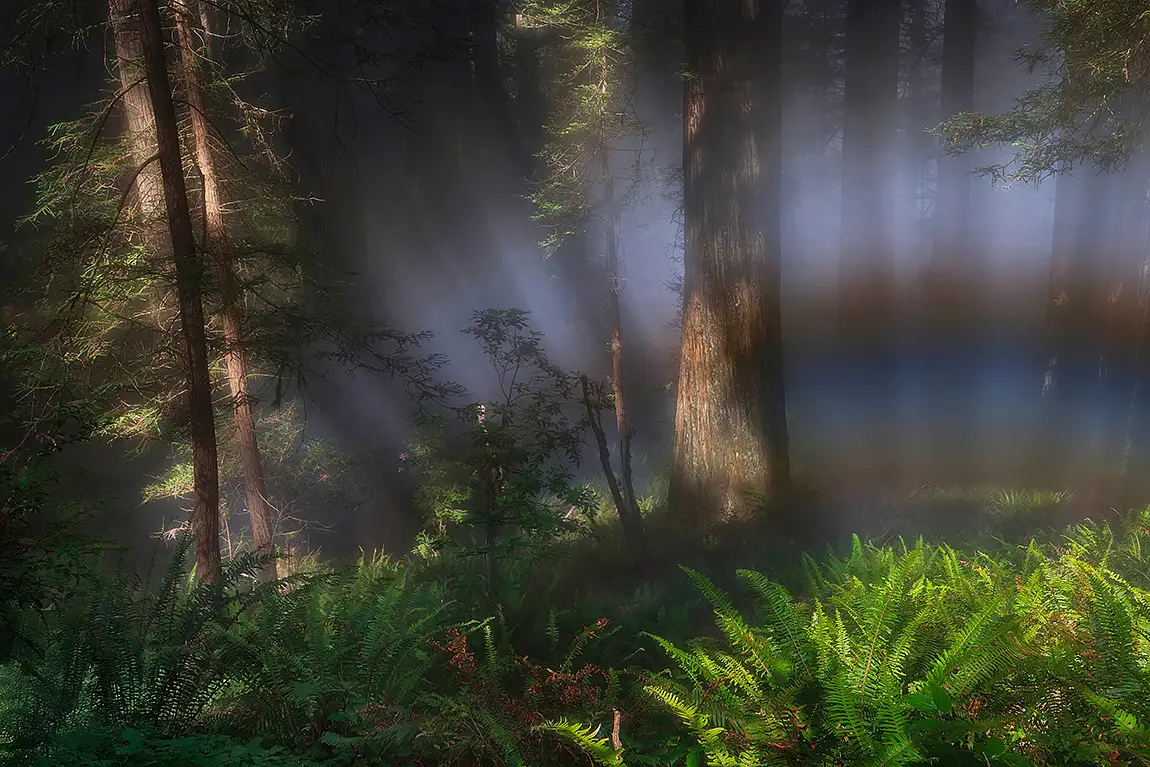 Fogbow fantasy forest, del norte coast redwoods sp, ca, usa