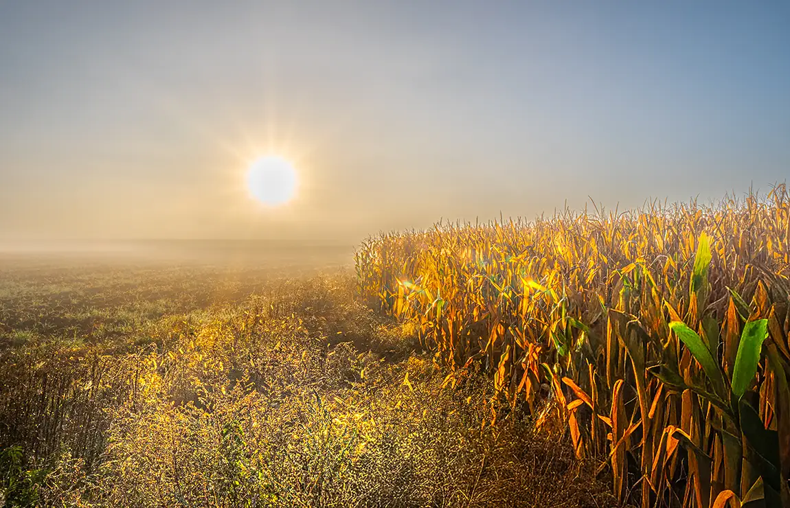Foggy sunrise, st hilarion, charlevoix, quebec, canada
