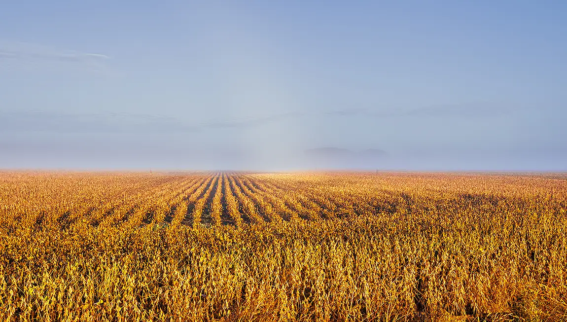Golden field in fog, st hilarion, charlevoix, quebec, canada