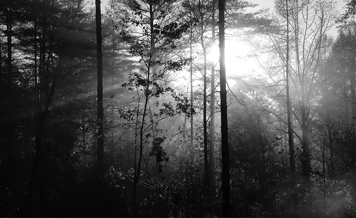 Good morning forest, pisgah, morganton, burke, usa