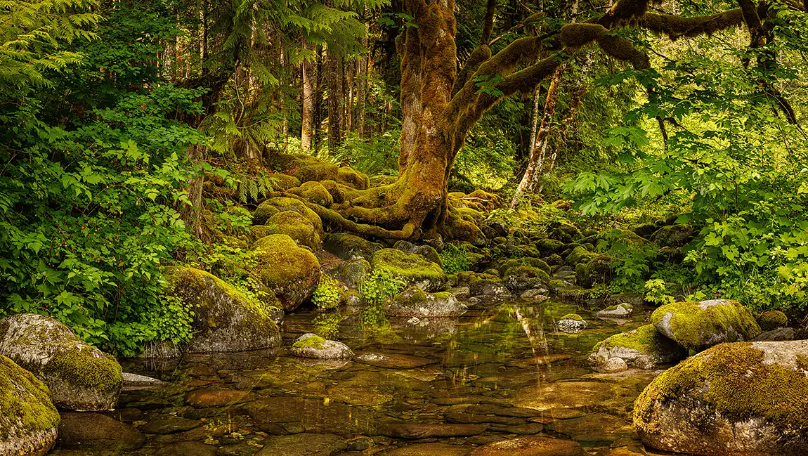 Grotto, forest and pool, middle fork snoqualmie river, north bend, washington, usa