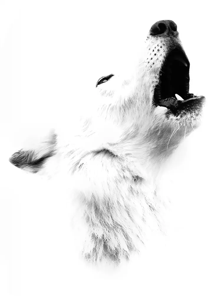 High key arctic wolf cry, international wolf center, ely, louis, usa
