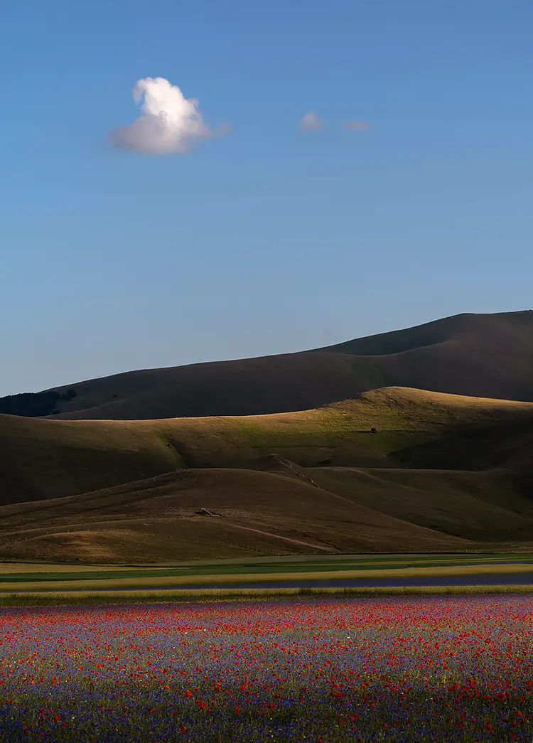 Lentil bloom, castelluccio di norcia, italy