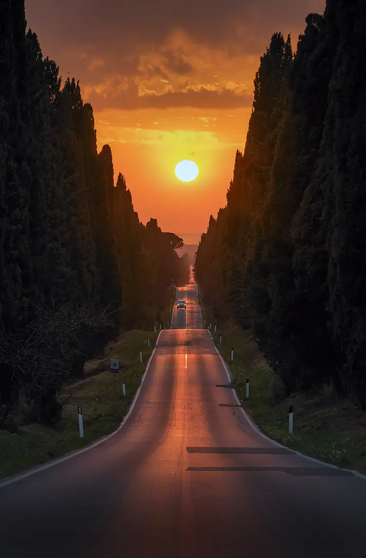 Sunset on cypress avenue, bolgheri, livorno, tuscany, italy
