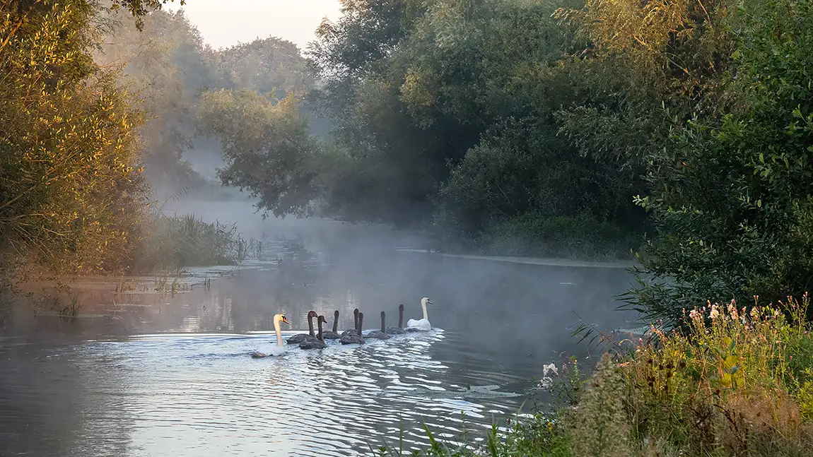 Swan family, river regge, overijssel, the netherlands
