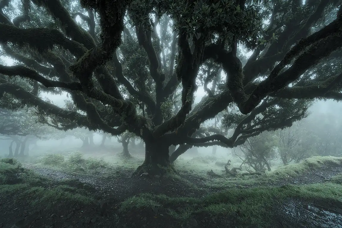 The guardian of the mist, fanal forest, madeira, portugal