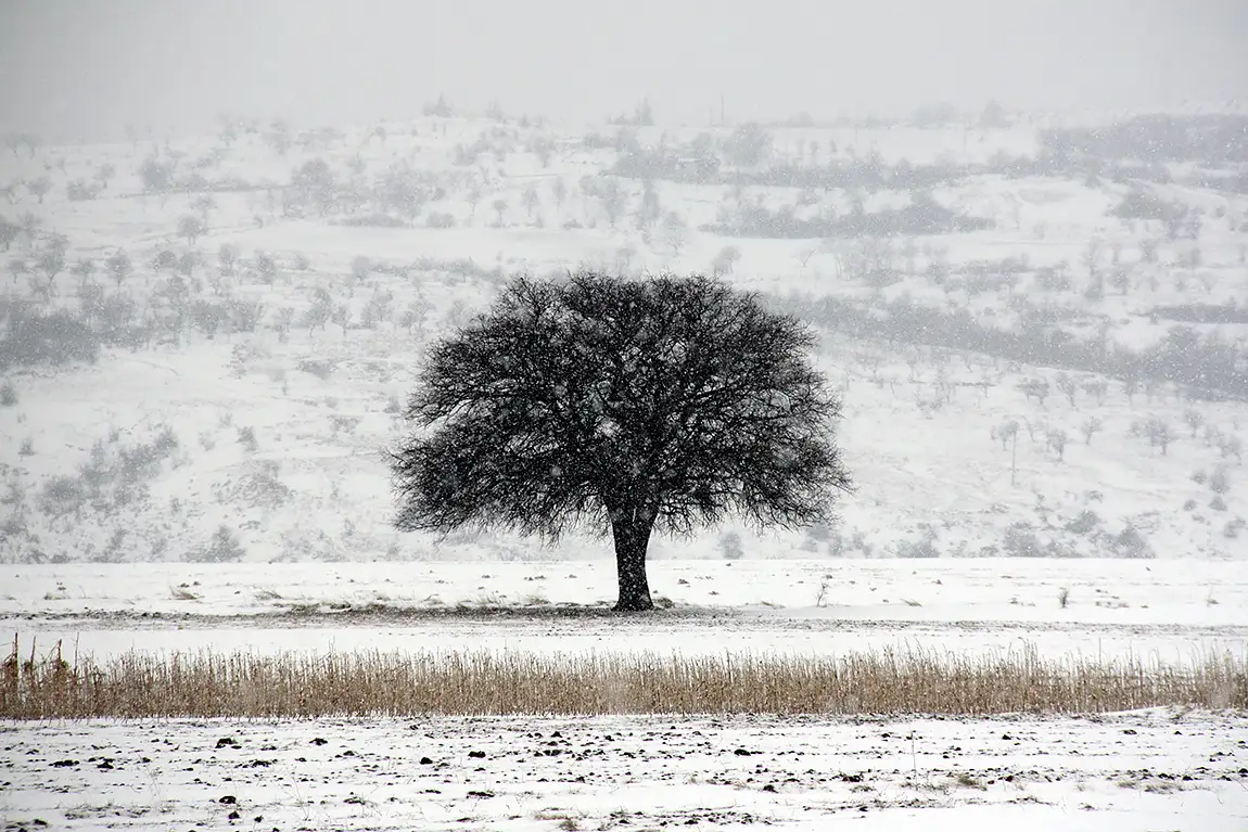 The lone tree, somewhere in bulgaria