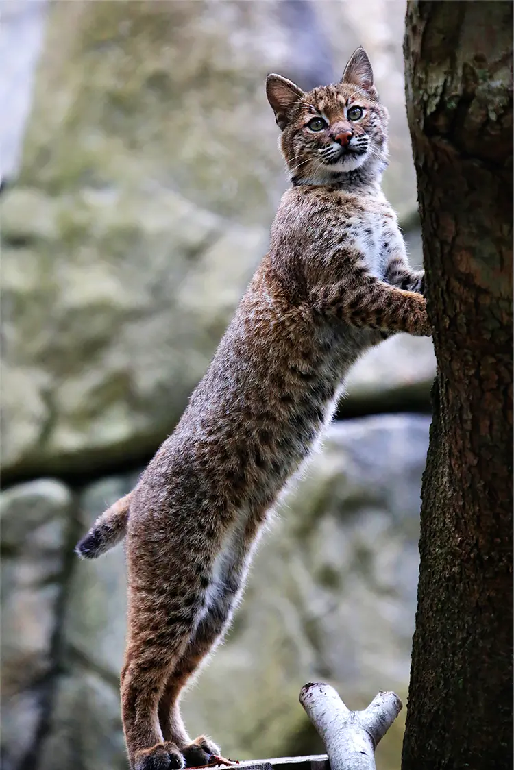 The zoo bobcat, asheville, buncombe county, usa
