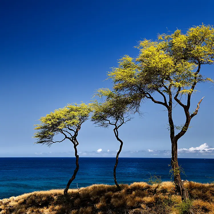 Three trees, hapuna beach, hawaii, usa