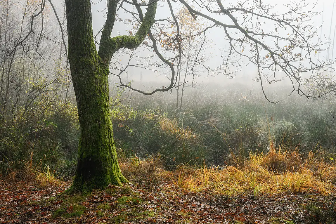 Autumnal forest in fog, pluszne lake, warmia, poland