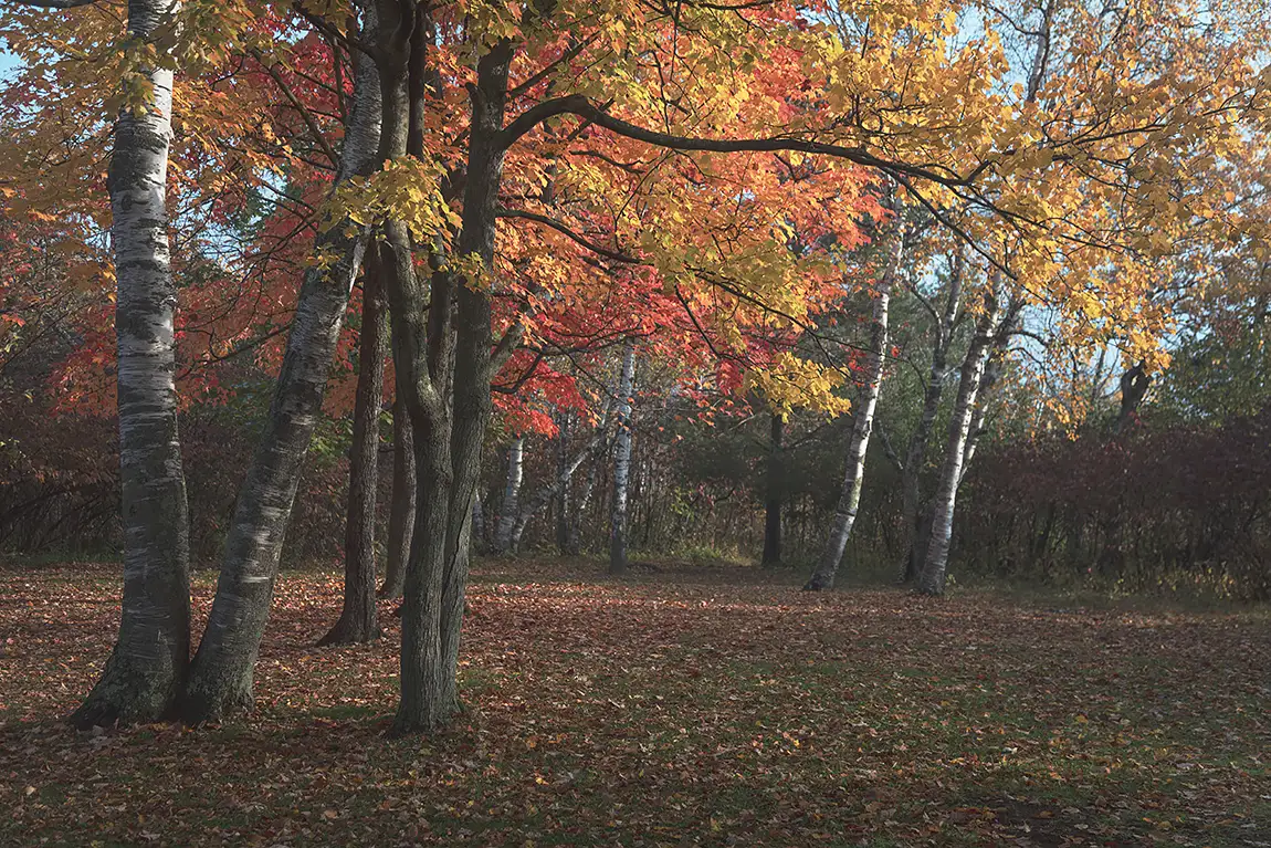 Autumn's awakening in enger park, minnesota, usa