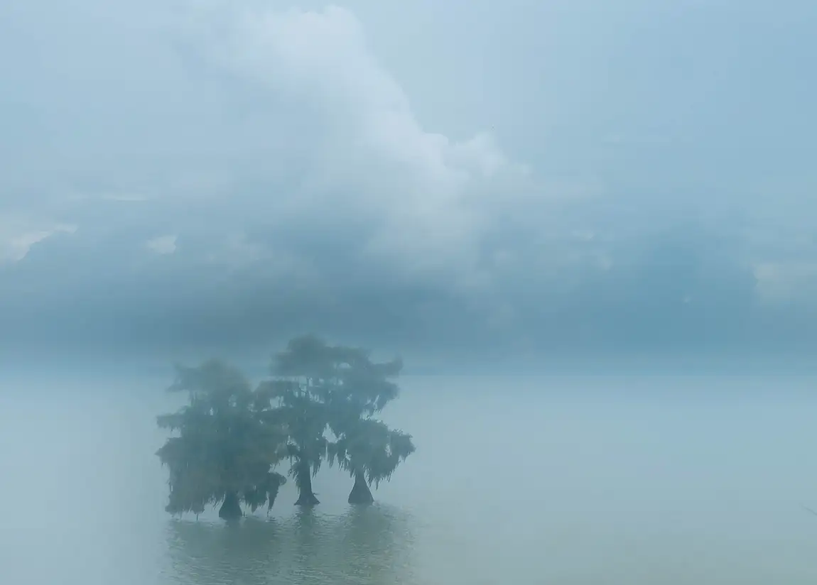 Cypress in the mist, lake moultrie, summerville, south carolina, usa