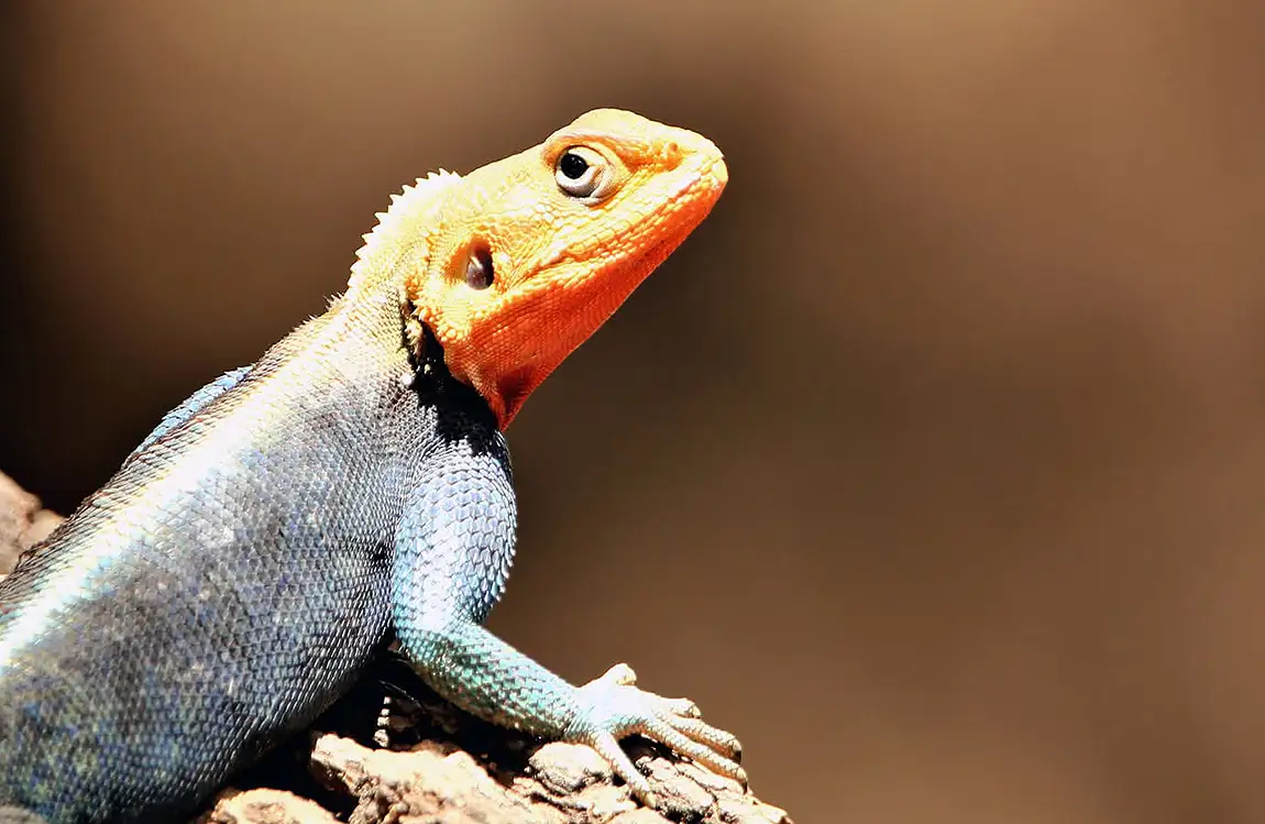 Master of disguise, chameleon, amboseli, kajiado county, kenya