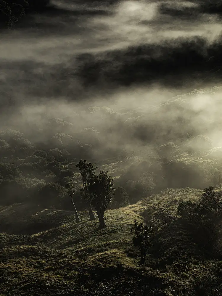 Moving mist, glenora station, akitio, new zealand