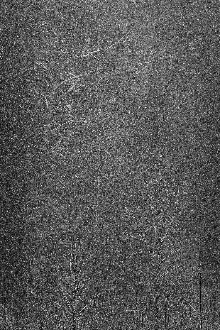 Municipal forest snowstorm, olsztyn, northeast poland