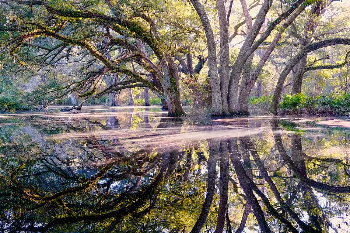 Mysterious waters misty sunrise, apalachicola nf, florida, usa