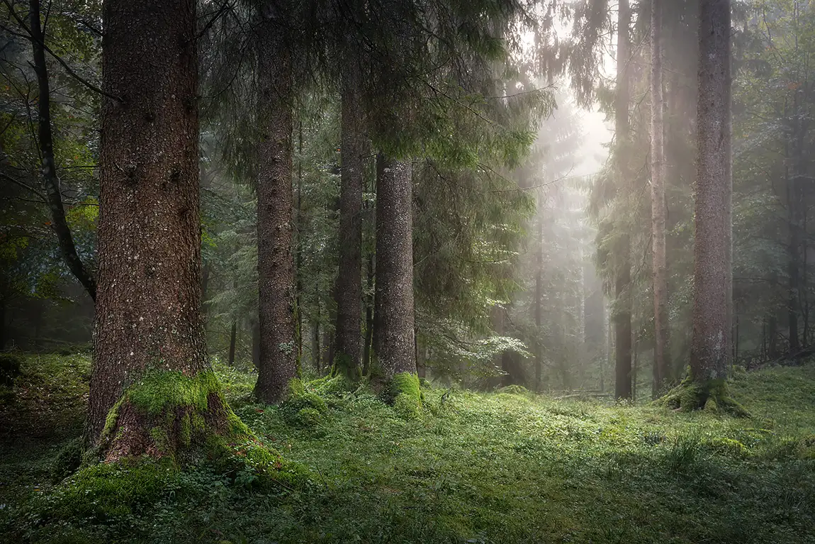 Pine forest in the mist, cansiglio forest, veneto, italy