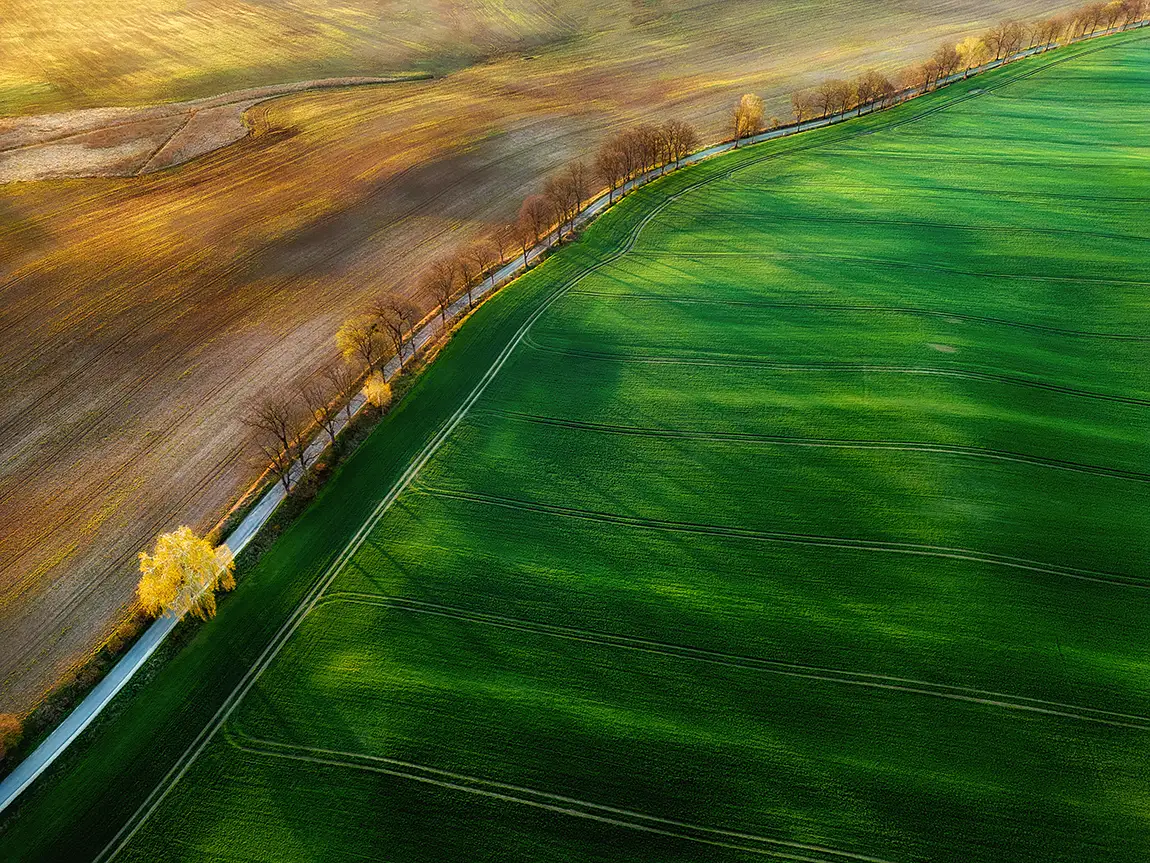 Trees in the alley, linowo, olsztyn county, poland