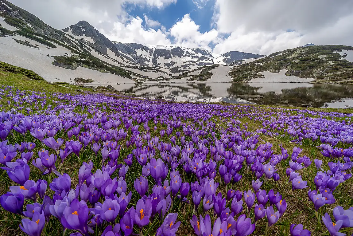 Wild crocuses, the seven lakes, rila mountain, bulgaria