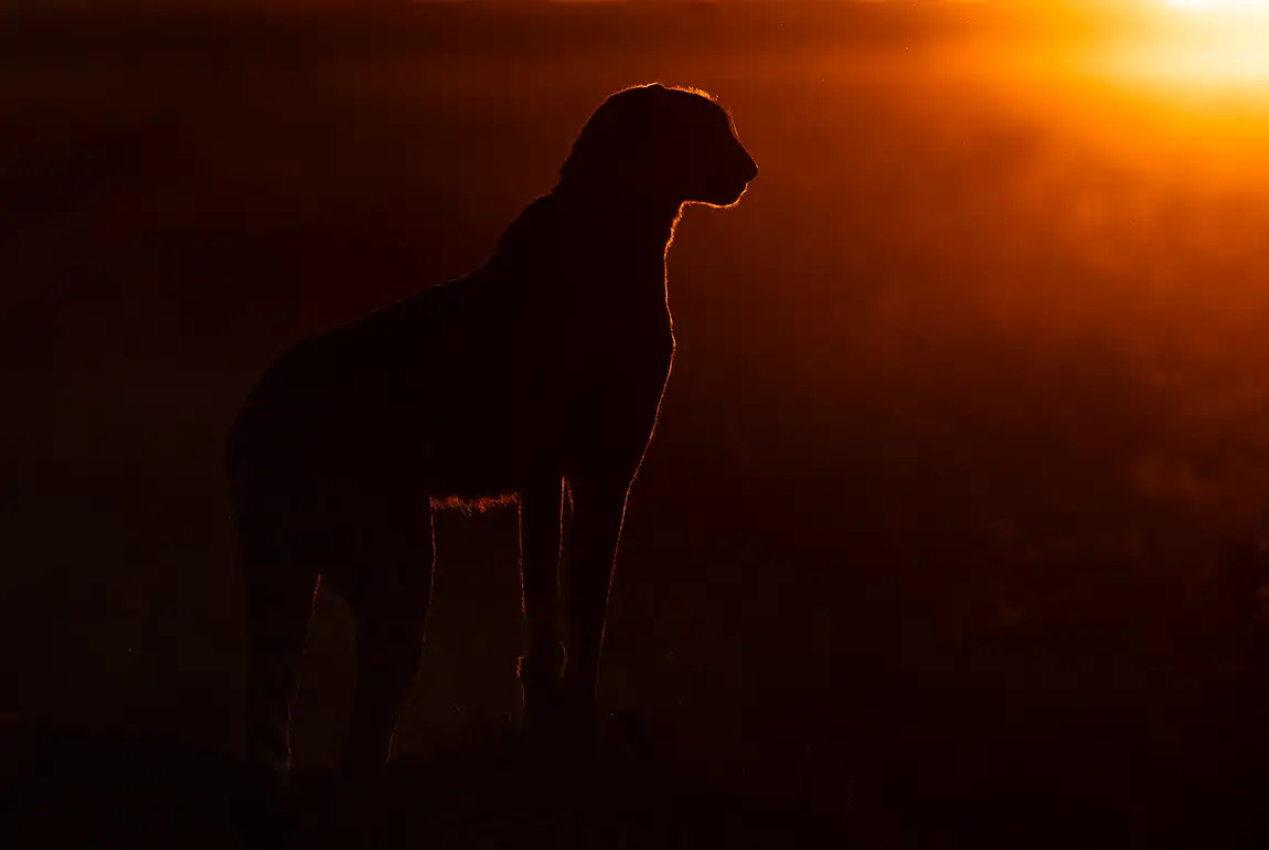 Discover Botswana Photo Tour, Africa, April