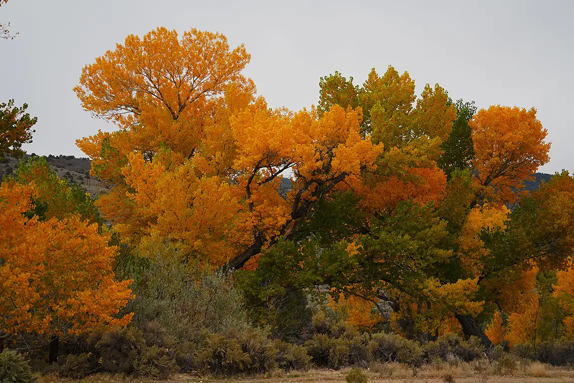 Fall Colors, Carson River Park, Carson City, Nevada, USA