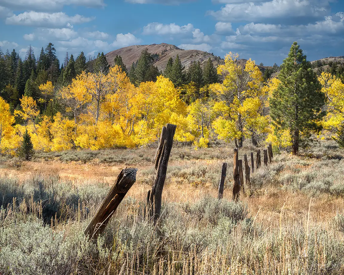 Fenceline through the fall, alpine county, california, usa