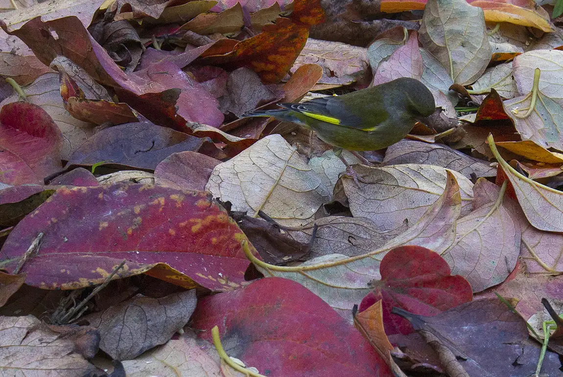 Greenfinches Love My Garden, Sao Mamede de Infesta, Matosinhos, Oporto, Portugal