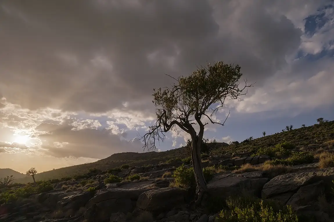Lone tree sunset, jebel sarra, hajar mountains, oman