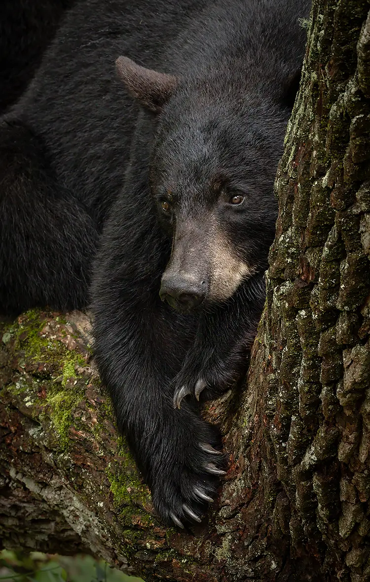 Mother ever watchful, great smoky mountains np, near gatlinburg, tn, usa