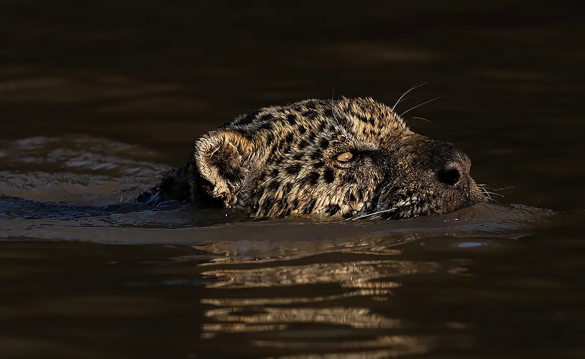 Ousado On The Hunt, Pantanal Jaguar, Brazil
