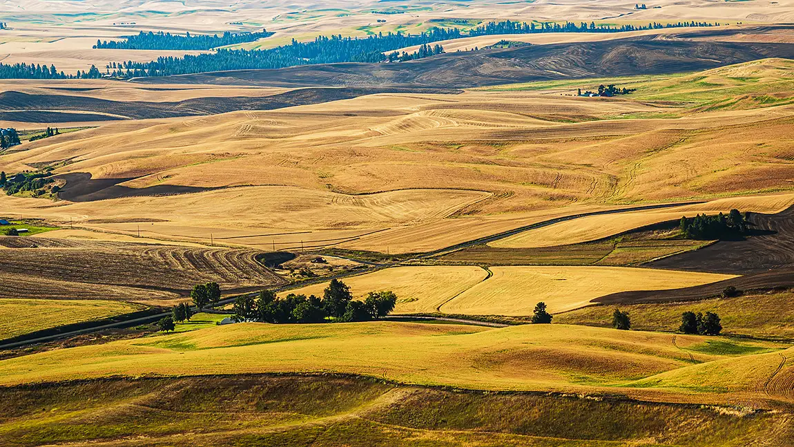 Rolling Hills During Harvest, Palouse, Washington, USA