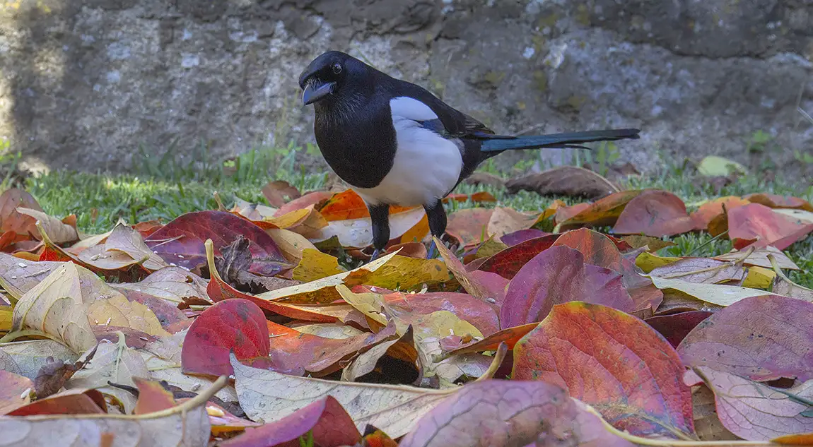 The Magpie Beauty, Sao Mamede De Infesta, Matosinhos, Oporto, Portugal