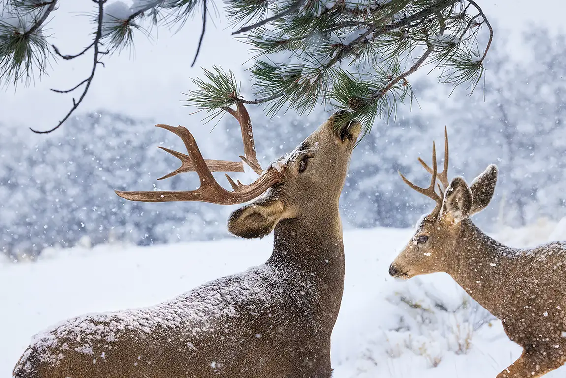 Two bucks in snow, wet mountains, westcliffe, colorado, usa