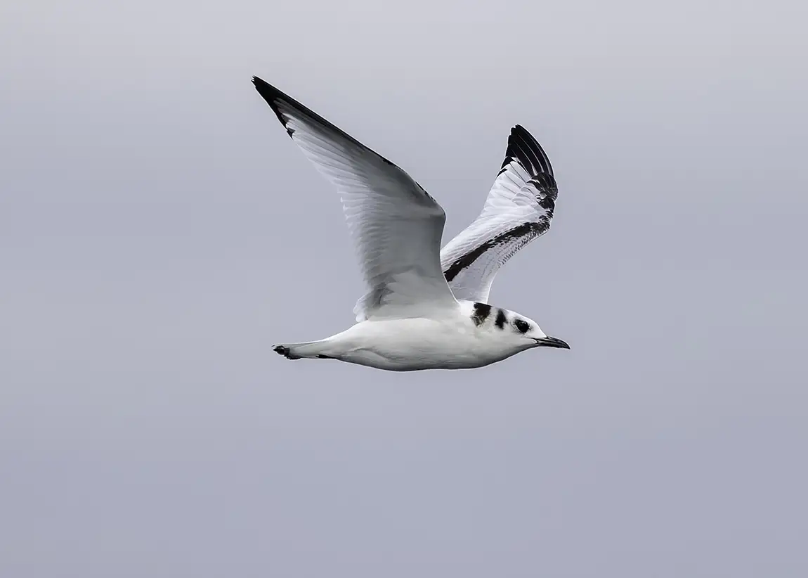 Black Legged Kittiwake, Off The Eureka Coast, California, USA