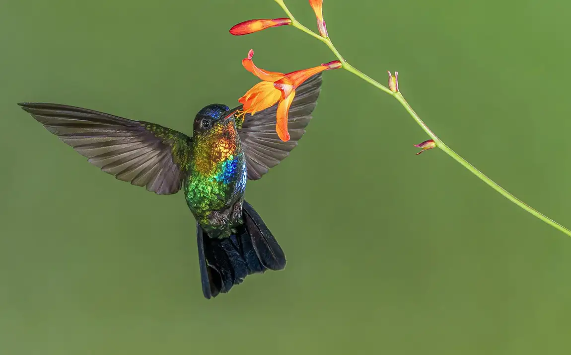 Costa Rica Bird Photography Tour, March